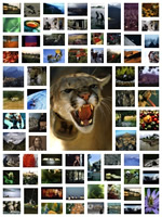 Picture Collage Free Download For Mac